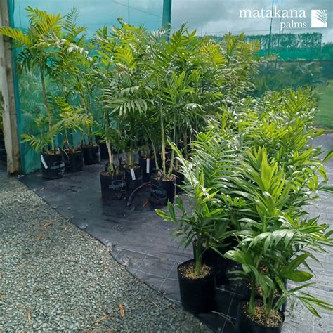 palms and bamboo bataan prices|Bamboo Price in Philippines .